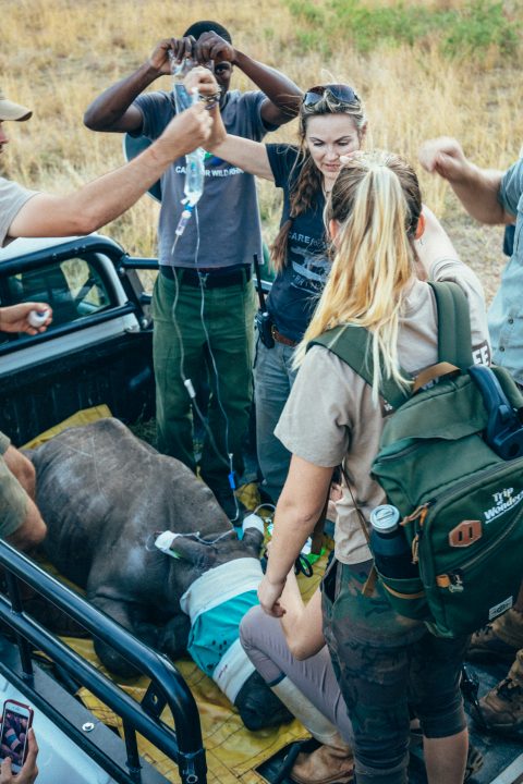Saving Rhinos in South Africa