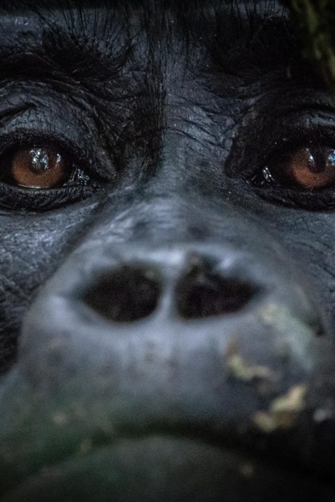 The Mountain Gorillas of Uganda