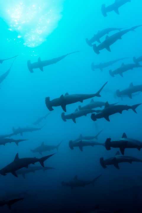 Shark Diving in the Galapagos